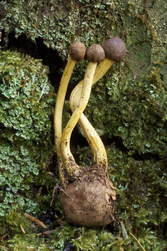 Elaphocordyceps capitata